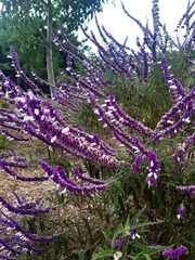 Salvia leucantha