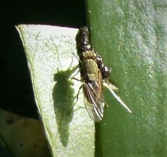 Leucophora