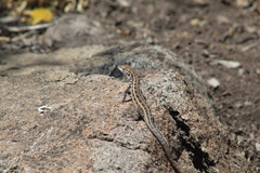 Liolaemus pseudolemniscatus