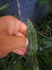 Cynoglossum amabile