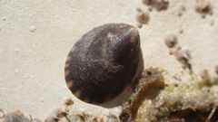 Notoacmea parviconoidea