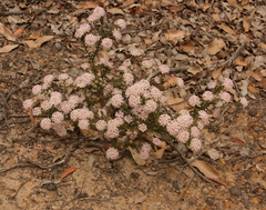 Pimelea rosea rosea