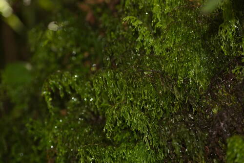 Hymenophyllum recurvum observed 2022-12-28