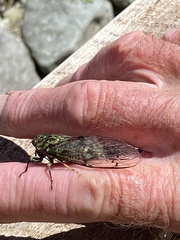 Amphipsalta