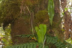 Elaphoglossum