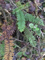 Adenophorus tamariscinus