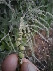 Cynoglossum amabile