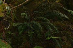 Asplenium contiguum