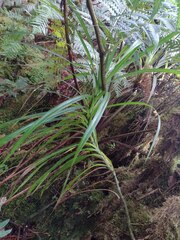 Freycinetia arborea