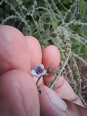 Cynoglossum amabile