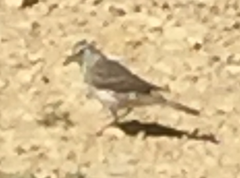 Anthus novaeseelandiae