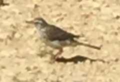 Anthus novaeseelandiae