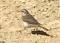 Anthus novaeseelandiae