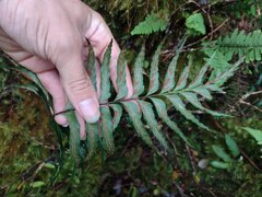 Asplenium contiguum