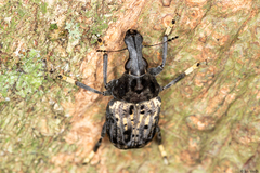 Stenocerus fulvitarsis