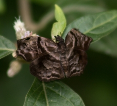 Helias phalaenoides