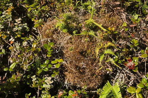 Oreobolus furcatus observed 2022-12-28