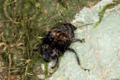 Stenocerus fulvitarsis