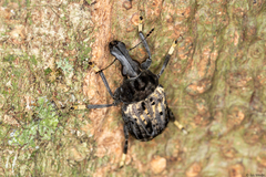 Stenocerus fulvitarsis