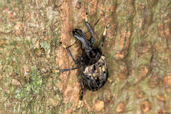 Stenocerus fulvitarsis