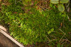 Dichanthelium cynodon