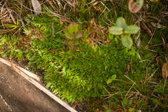 Dichanthelium cynodon