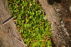 Dichanthelium cynodon