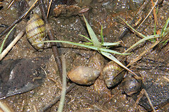 Ellobiidae
