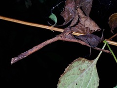 Mnesilochus palawanicus