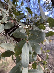 Quercus oblongifolia