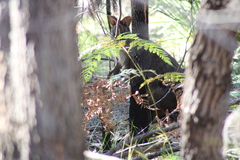 Thylogale billardierii