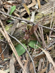 Chiloglottis gunnii