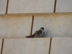 Ptyonoprogne fuligula