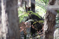 Thylogale billardierii