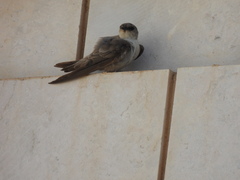 Ptyonoprogne fuligula