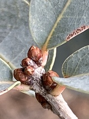 Quercus oblongifolia