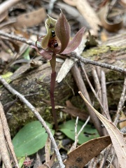 Chiloglottis gunnii