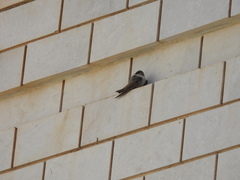 Ptyonoprogne fuligula