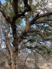 Quercus oblongifolia