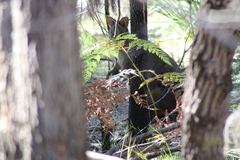 Thylogale billardierii