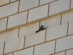 Ptyonoprogne fuligula