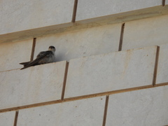 Ptyonoprogne fuligula