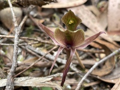 Chiloglottis gunnii
