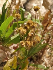 Verbesina virgata