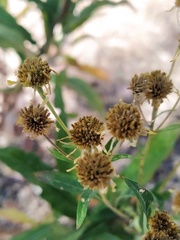 Verbesina virgata