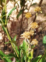 Verbesina virgata