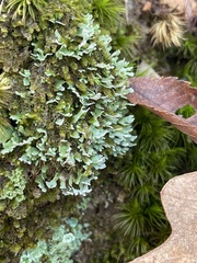 Cladonia apodocarpa