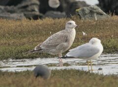 Larus argentatus × hyperboreus