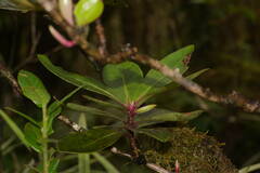 Myrsine lessertiana