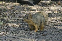 Sciurus niger limitis